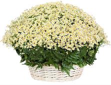 Цветочная композиция из Ромашки в корзине #REPLACE_PRED# Дмитриевском Республики Адыгея